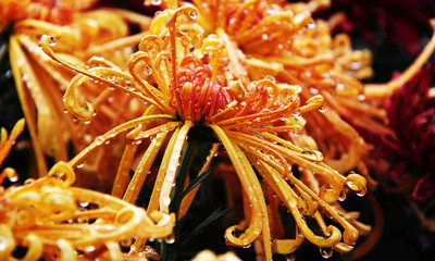 金秋時節(jié)醉賞菊花