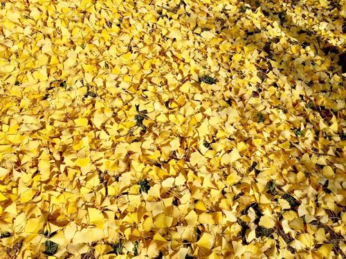 銀杏千年，等候的是秋的思念