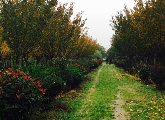 陜煤建設(shè)綠宇園林公司：以自有苗木為設(shè)計基礎(chǔ)，打造“花園式”工程