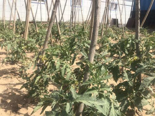 陜煤建設(shè)洗選煤運(yùn)營公司小保當(dāng)運(yùn)營項(xiàng)目部打造沙漠中的“綠色農(nóng)場”