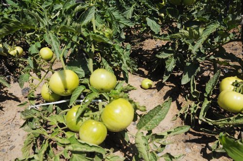 陜煤建設(shè)掘進公司：項目部“開心農(nóng)場”豐收了