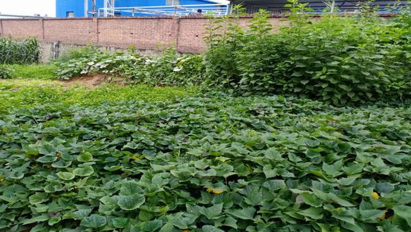 陜煤建設(shè)洗選煤運營公司紅柳林洗煤廠項目部：職工“菜園子”，舒筋又舒心