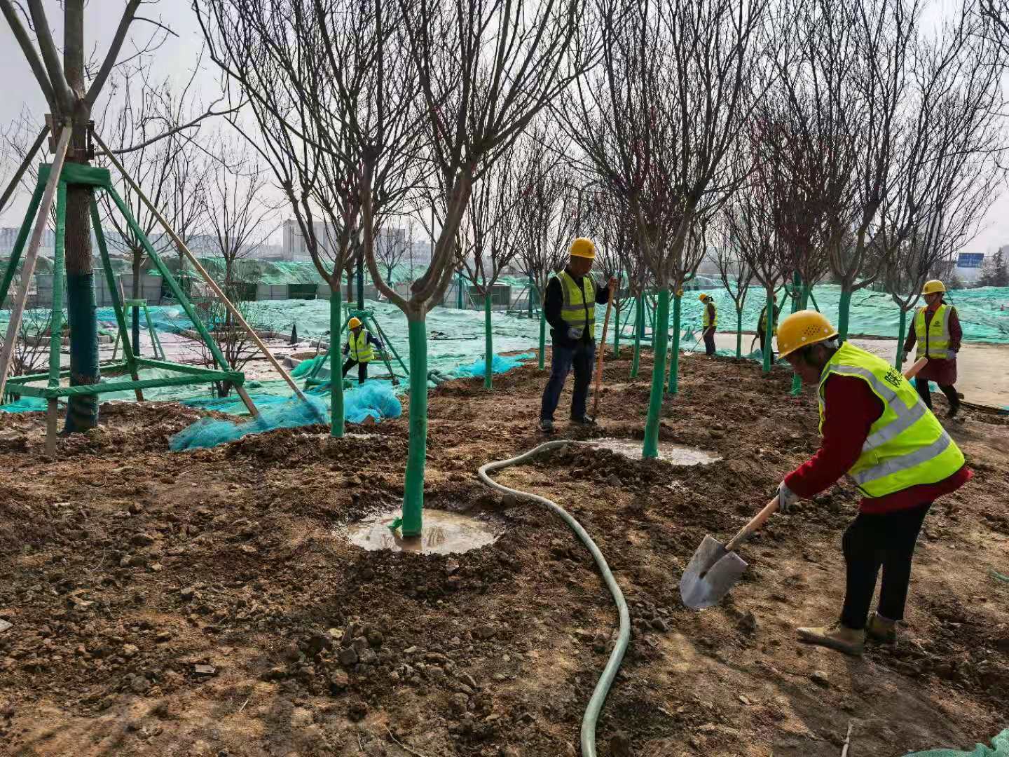 陜煤建設綠宇公司：為大地添綠正當時