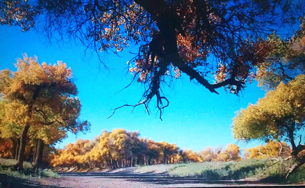 走進(jìn)內(nèi)蒙額濟(jì)納，與胡楊林的美撞個(gè)滿懷