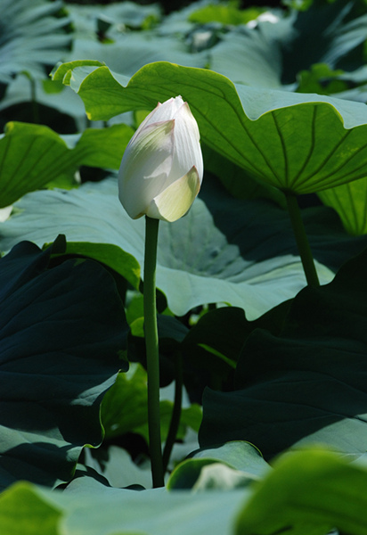 看取荷花凈，應(yīng)知不染塵
