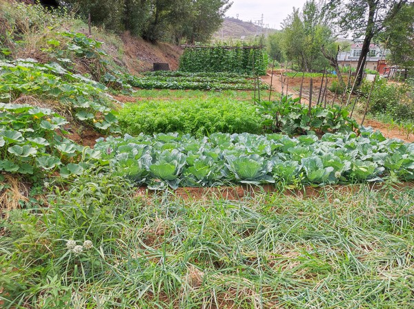陜煤建設洗選煤運營公司紅柳林洗煤廠項目部：職工菜園，“蔬”心“食”尚