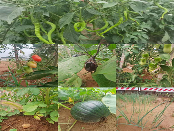 陜煤建設咸陽分公司第九項目部：碩果累累的“菜園子”，滿滿當當?shù)摹安嘶@子”