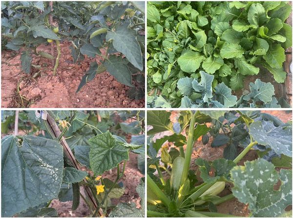 陜煤建設(shè)天工公司土建十七部黨支部：小小菜園，播種幸福感