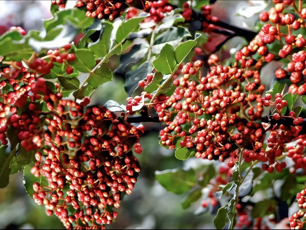  椒香溢韓城，福澤潤(rùn)民心