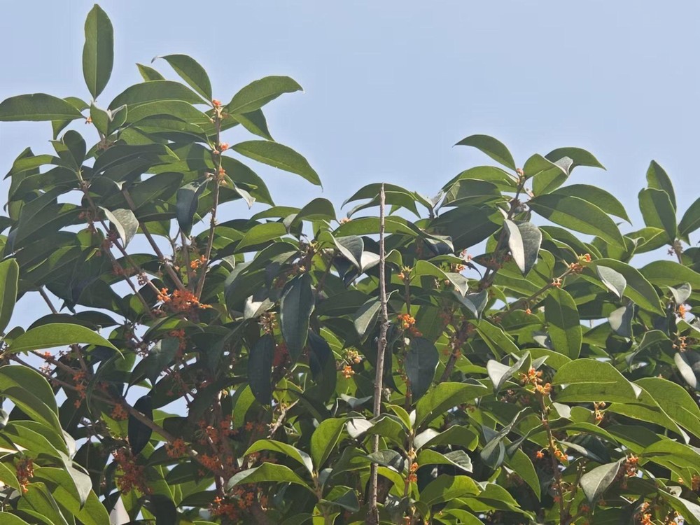 滿城桂花香，最是秋意濃