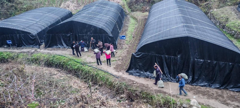 陜煤建設定點幫扶村：學哪吒永破萬難   羊肚菌產業(yè)從“菌”疑到豐收蝶變