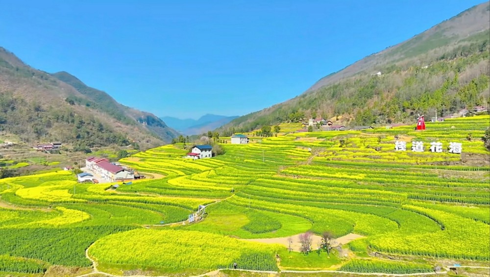 陜煤建設(shè)漢中分公司：花海盛景中綻放企業(yè)風(fēng)采