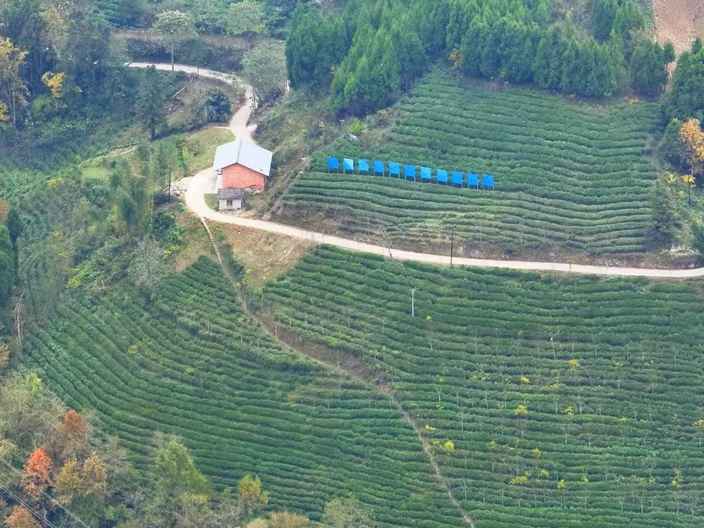 陜煤建設(shè)定點幫扶村：春茶采摘忙  產(chǎn)業(yè)興旺正當時