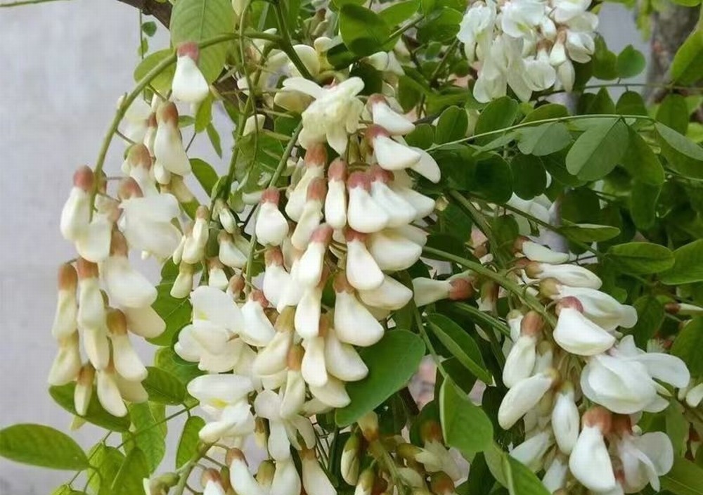走！鉤洋槐花去！