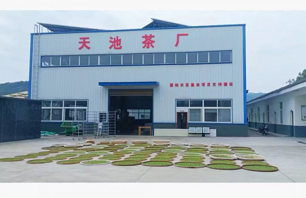 陜煤建設(shè)定點幫扶村：百畝茶園托起鄉(xiāng)村振興“綠引擎”