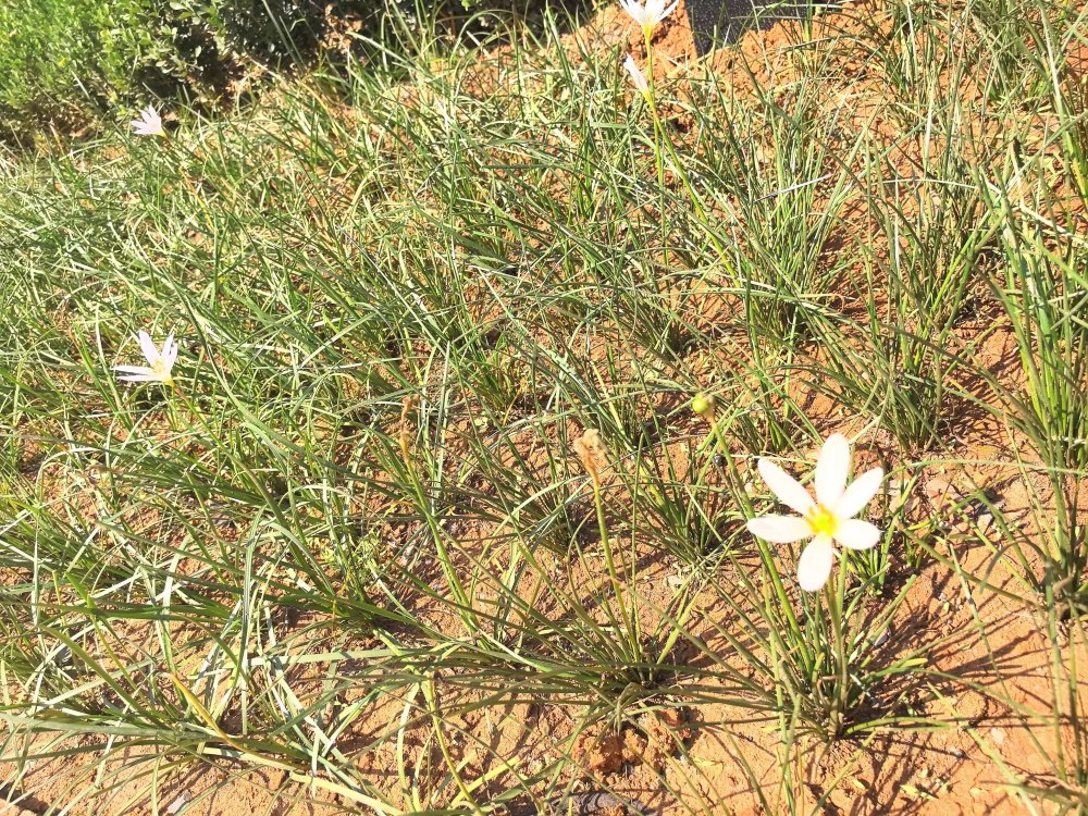 電廠花開時，奮斗自成章